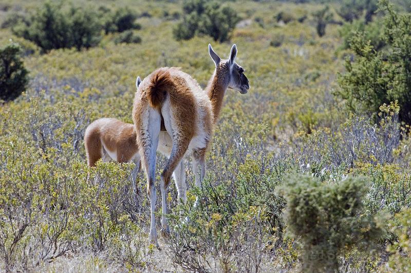 20071209 101322 D2X 4200x2800.jpg - Guanaco(s) [woolier llamas], Puerto Madryn